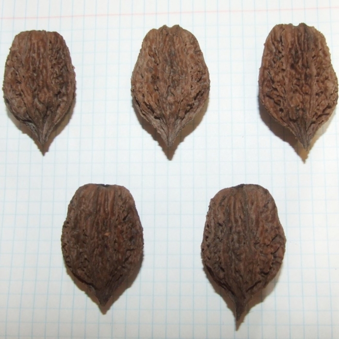 Маньчжурский орех ланкастерский