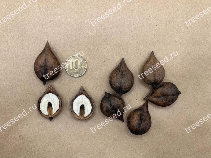 Орех зибольда плоды