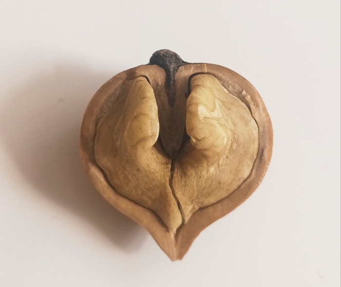 Грецкий орех сердцевидный