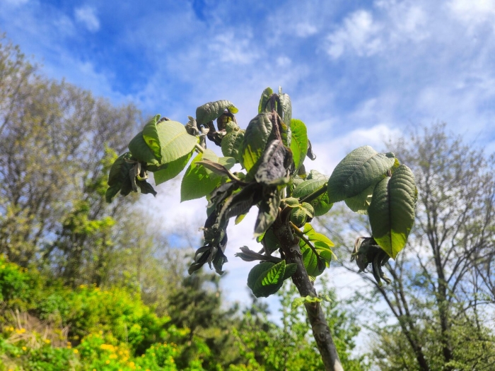 У грецкого ореха почернели листья