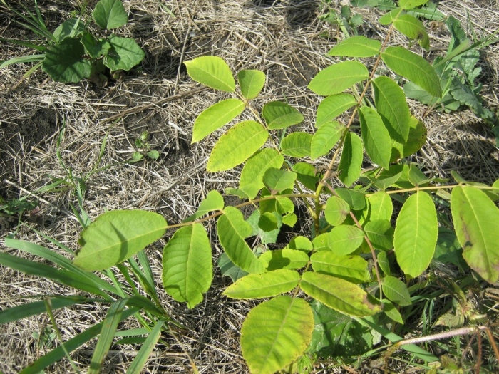 Juglans mandshurica
