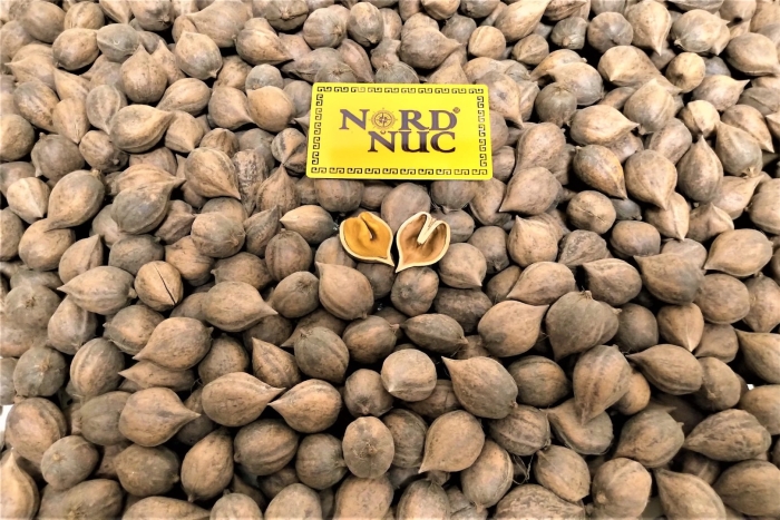 Орех айлантолистный зибольда