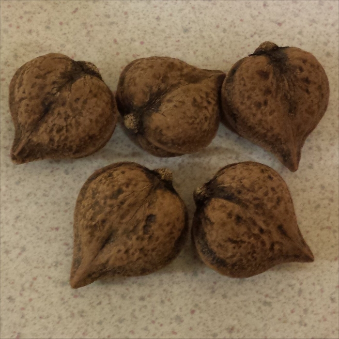 Плод грецкого ореха