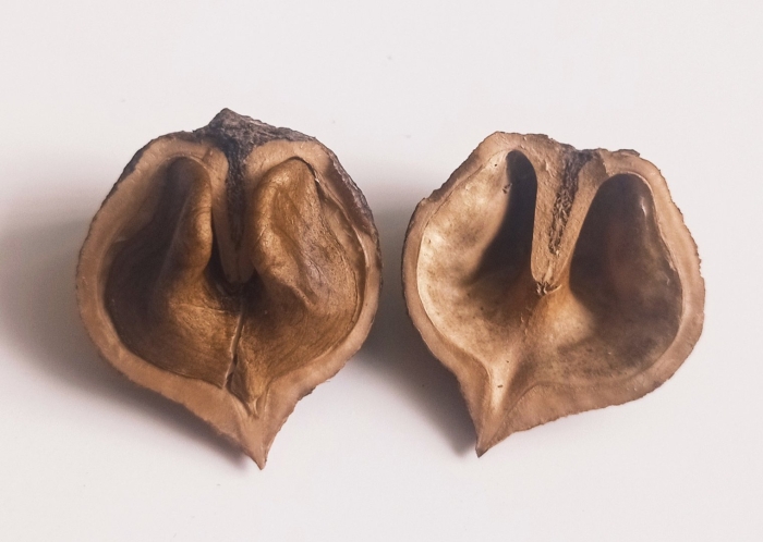 Орех сердцевидный ланкастерский