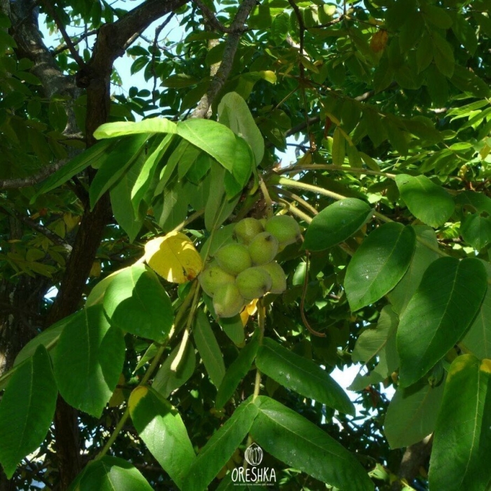 Орех маньчжурский juglans mandshurica плод