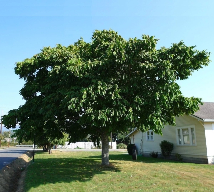 Орех грецкий juglans regia