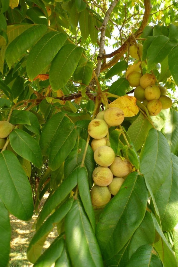 Juglans ailantifolia