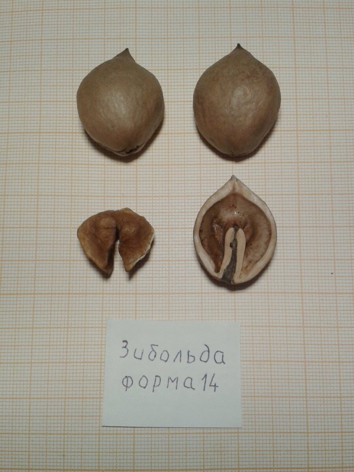 Орех сердцевидный