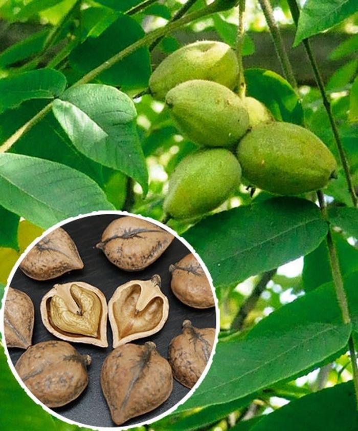 Орех гибридный ланкастерский