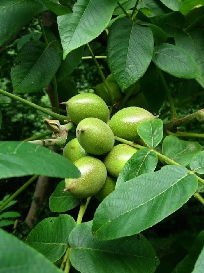 Орех маньчжурский juglans mandshurica