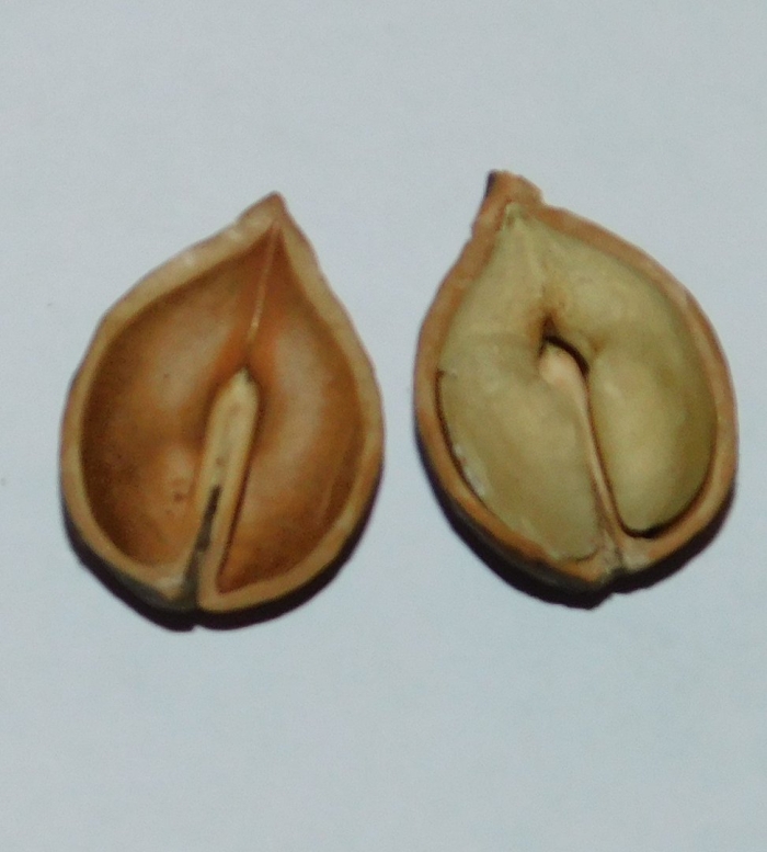 Орехи маньчжурские и сердцевидные