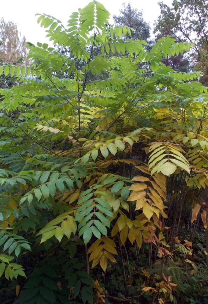 Орех айлантолистный маньчжурский