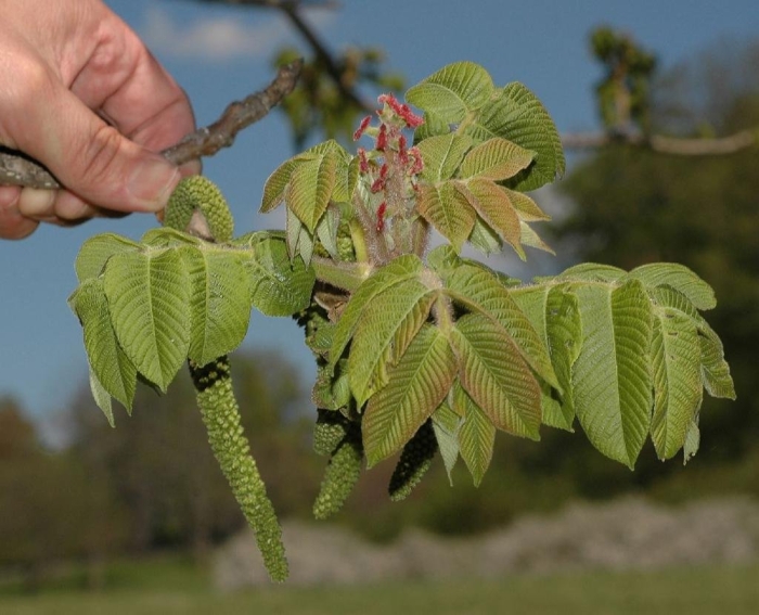 Орех маньчжурский листья