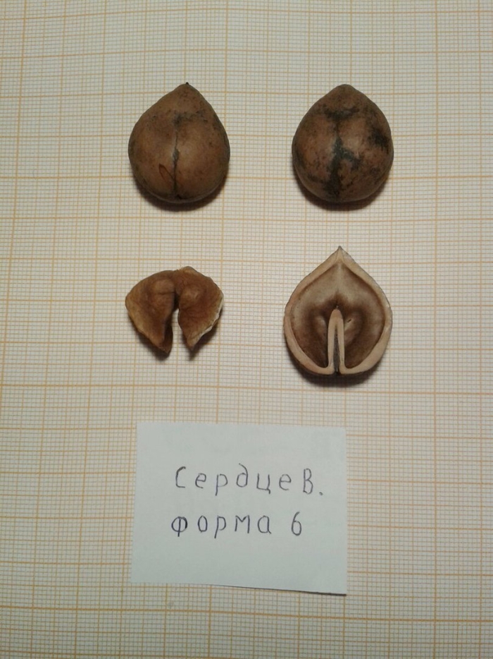 Грецкий орех сердцевидный