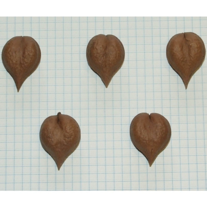 Семена орех сердцевидный