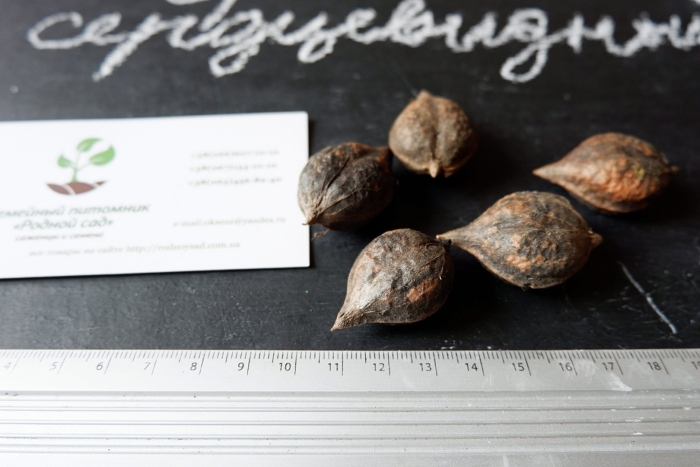 Орех сердцевидный