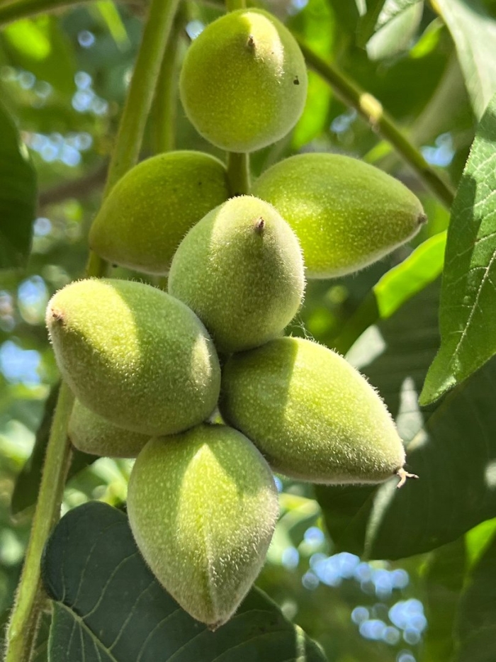 Орех маньчжурский juglans mandshurica