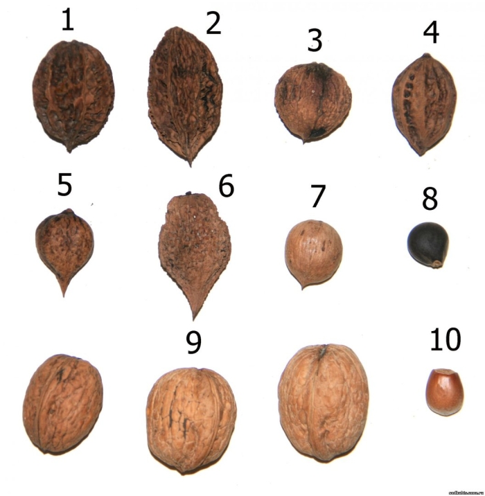 Грецкий орех зибольда