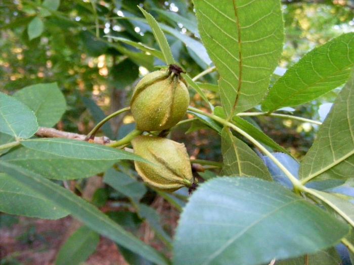 Орех пекан (carya illinoinensis) - плантация