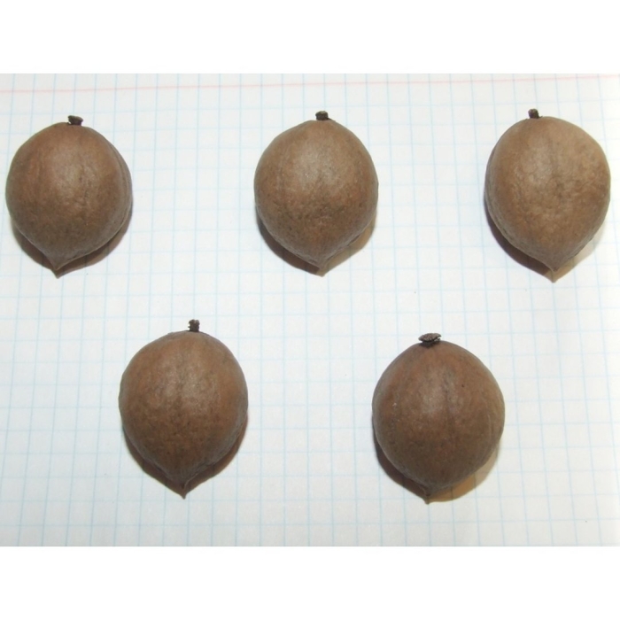 Орех зибольда