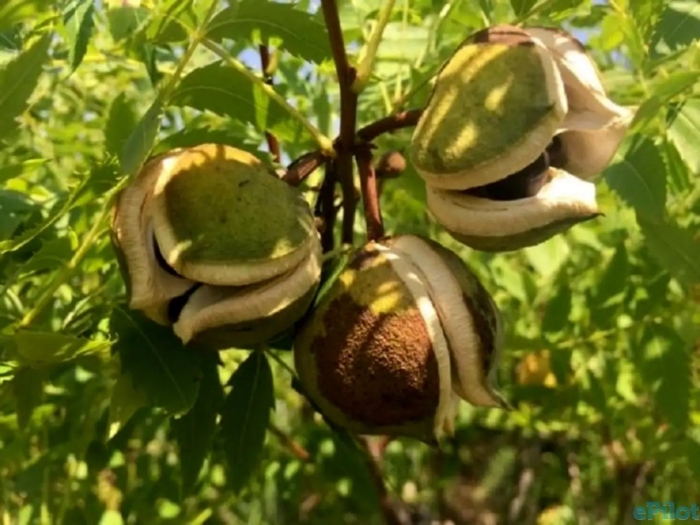 Орех ксантоцерас (чекалкин орех)