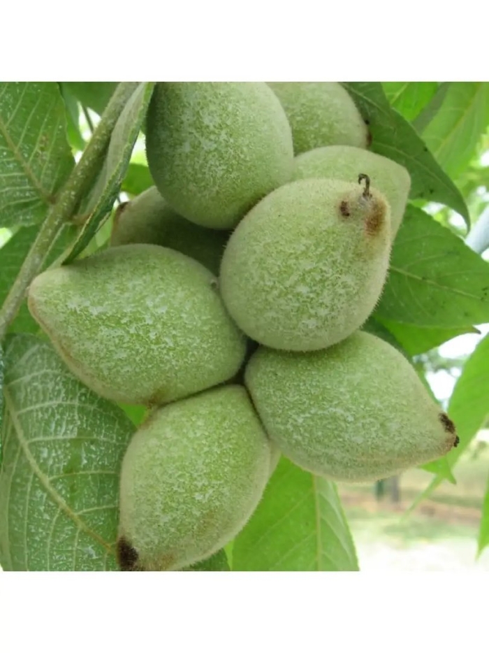 Орех серый juglans cinerea