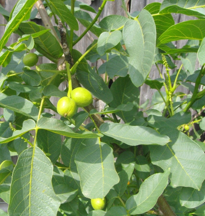 Грецкий орех juglans regia l.