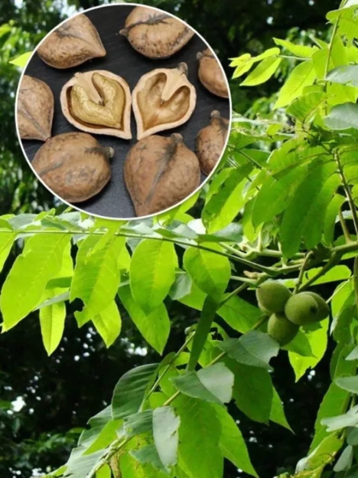 Орех маньчжурский juglans mandshurica