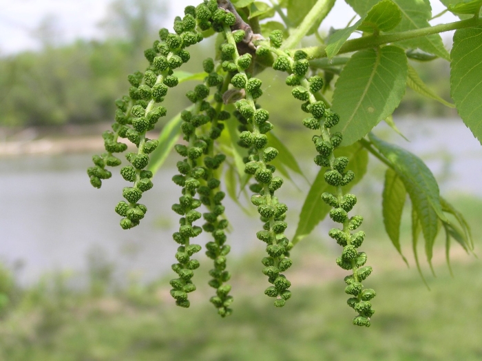 Цветение грецкого ореха