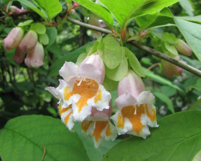 Baijiania yunnanensis байджиания