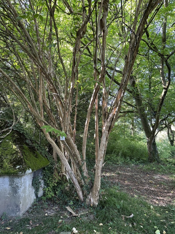 Botanischer garten linz