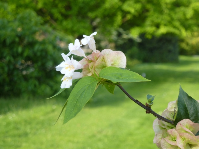 Чубушник mont blanc