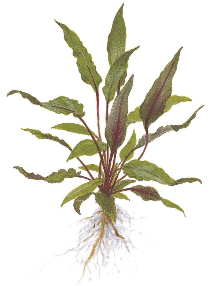 Криптокорина аквариумное растение