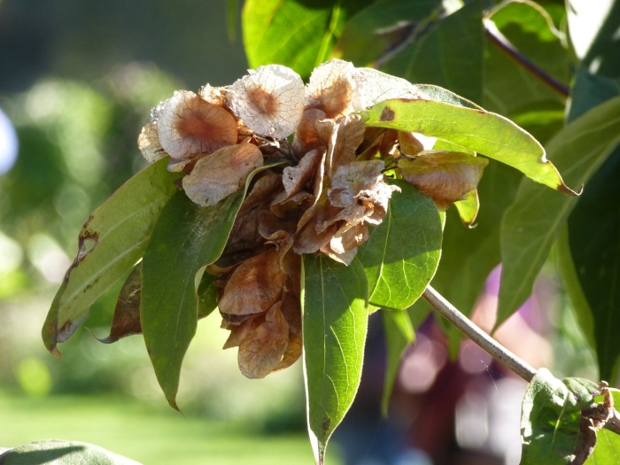 Бактериальный ожог груши