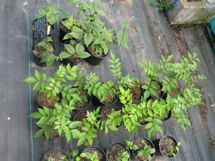 Рябинник рябинолистный черенкование