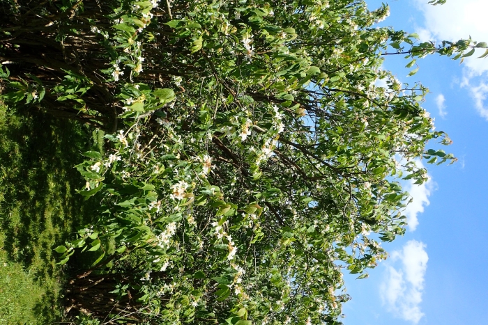 Куст жасмин