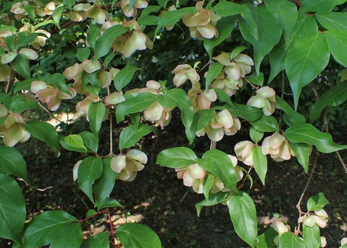 Клекачка перистая staphylea pinnata