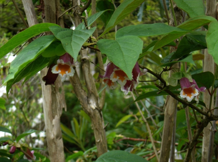 Strophanthus preussii