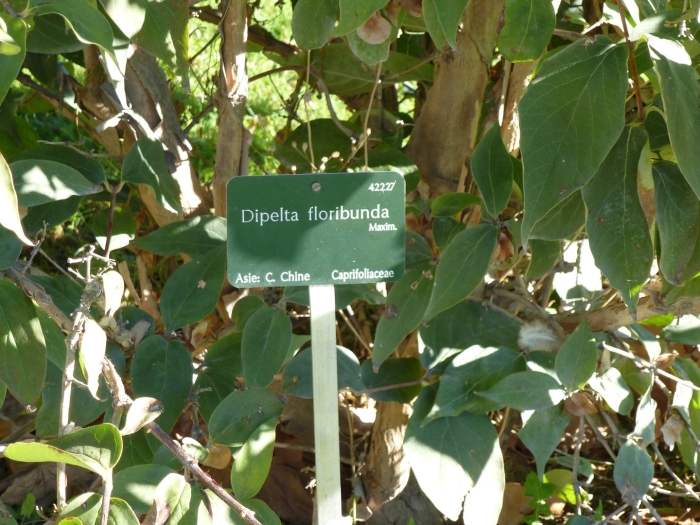 Лиана актинидия