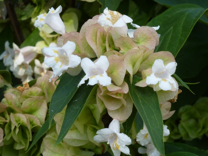 Вейгела бристоль сноуфлейк