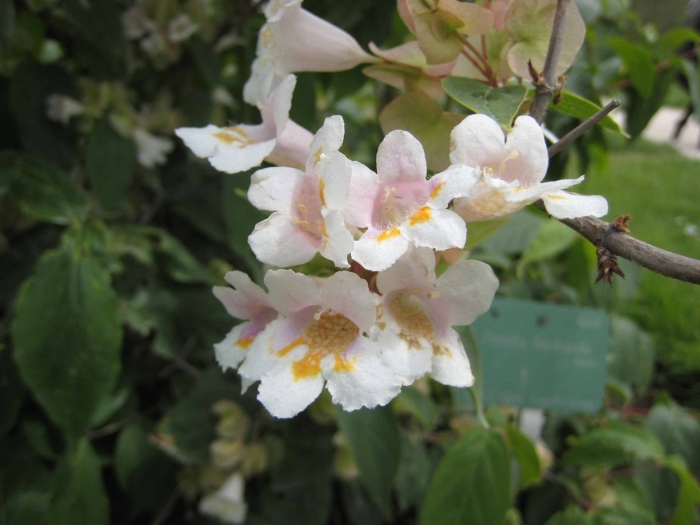 Кольквиция пинк клауд