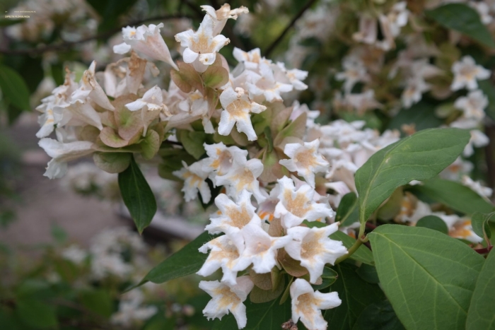 Кольквиция прелестная