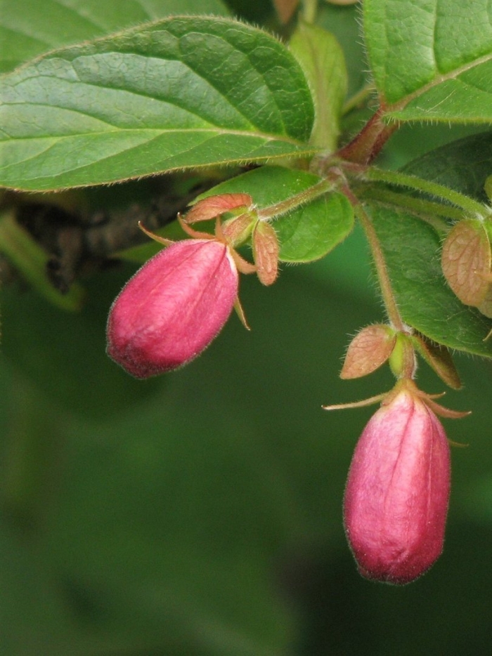 Красная жимолость