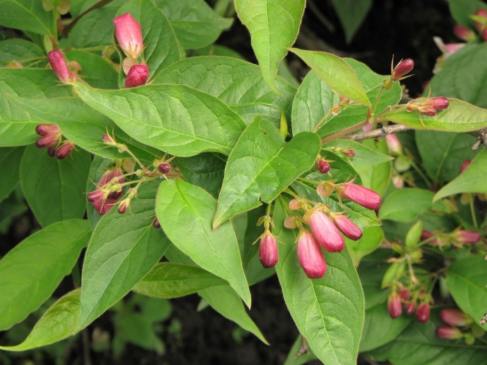 Бересклет маака куст