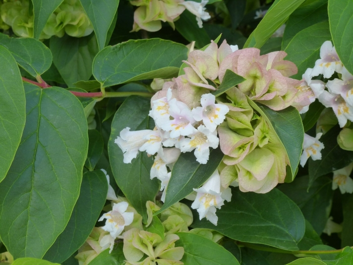 Катальпа бигнониевидная