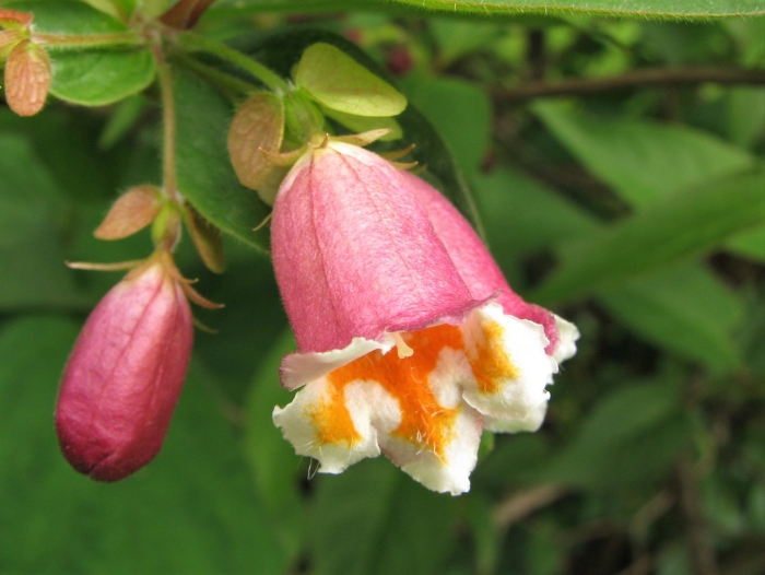 Bignonia capreolata tangerine