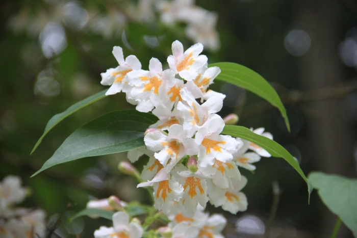 Кольквиция прелестная (kolkwitzia amabilis)