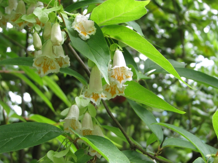 Дипелта кустарник