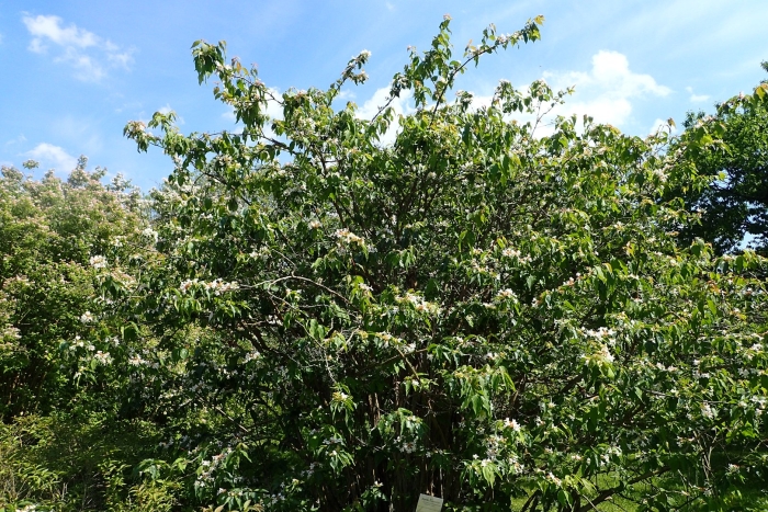 Heptacodium miconioides