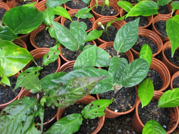 Plants from cuttings